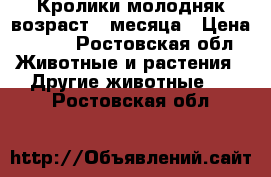 Кролики молодняк возраст 2 месяца › Цена ­ 250 - Ростовская обл. Животные и растения » Другие животные   . Ростовская обл.